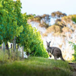Tasting Trip to South Australia! 남호주 와인 산지로의 여행
