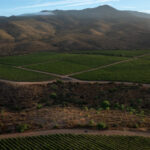 Viña Concha y Toro launches Viña Amelia to boost the exclusive production of Chardonnay and Pinot Noir